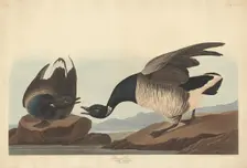 Brant Goose, 1837. Creator: Robert Havell