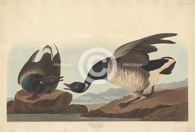 Brant Goose, 1837. Creator: Robert Havell.