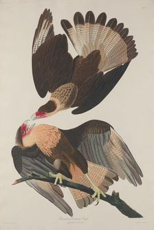 Brasilian Caracara Eagle, 1833. Creator: Robert Havell