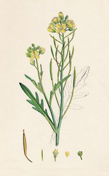 Brassica tenuifolia. Wall rocket 19th Century