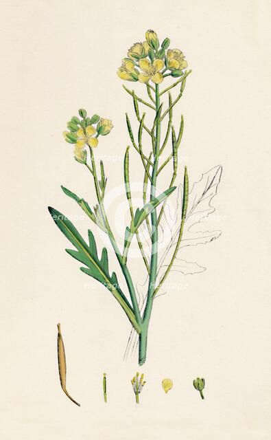 'Brassica tenuifolia. Wall rocket', 19th Century. Artist: Unknown.
