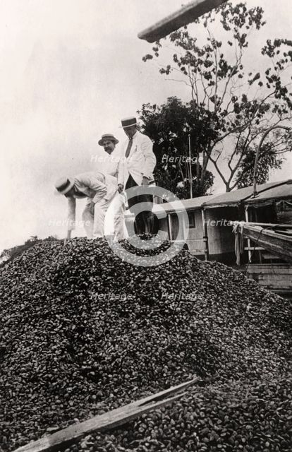 Brazil nuts harvested from the Amazon Valley, c1900s. Artist: Unknown
