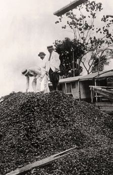 Brazil nuts harvested from the Amazon Valley, c1900s