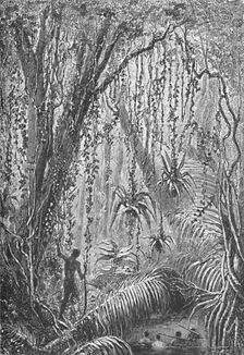 Brazilian Forest c1885 (1890). Artist: Robert Taylor Pritchett