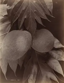Bread Fruit, 1870. Creator: S. Slinn & Co.