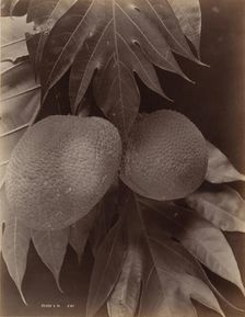 Bread Fruit, 1870. Creator: S. Slinn & Co.