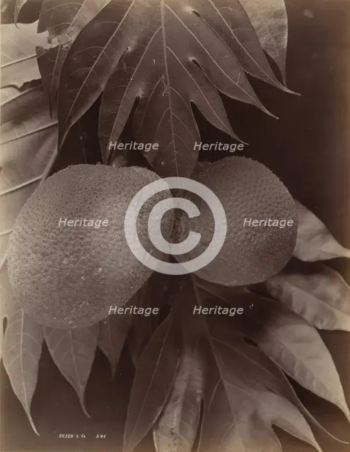 Bread Fruit, 1870. Creator: S. Slinn & Co..