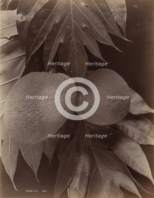 Bread Fruit, 1870. Creator: S. Slinn & Co..