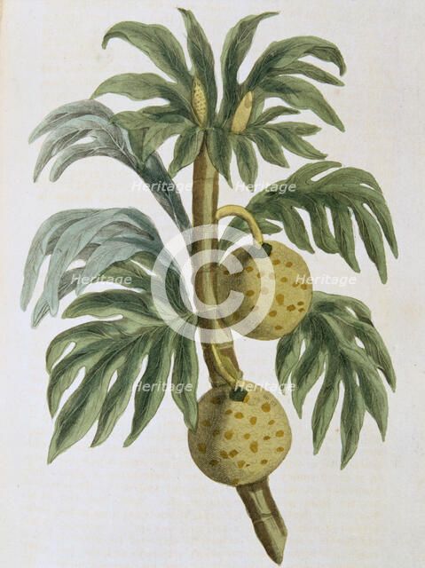 Breadfuit (Artocarpus incisus), 1823. Artist: Unknown