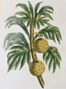 Breadfuit (Artocarpus incisus), 1823. Creator: Unknown