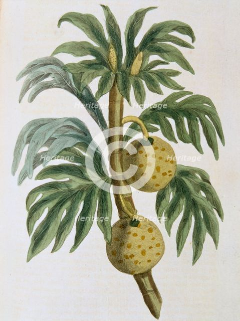 Breadfuit (Artocarpus incisus), 1823. Creator: Unknown.