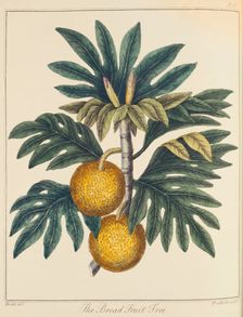 Breadfuit (Artocarpus incisus), c1798. Creator: Unknown