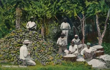 Breaking Cocoa, Trinidad early 20th century. Creator: Unknown