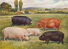 Breeds of pigs, c1902 (c1910). Artist: Frank Babbage