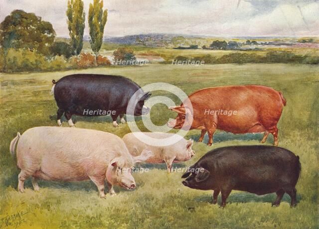 Breeds of pigs, c1902 (c1910). Artist: Frank Babbage.