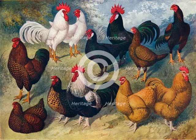 Breeds of poultry, c1903 (c1910). Artist: AF Lydon.