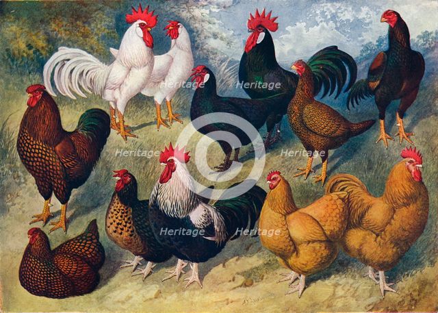 Breeds of poultry, c1903 (c1910). Artist: AF Lydon.