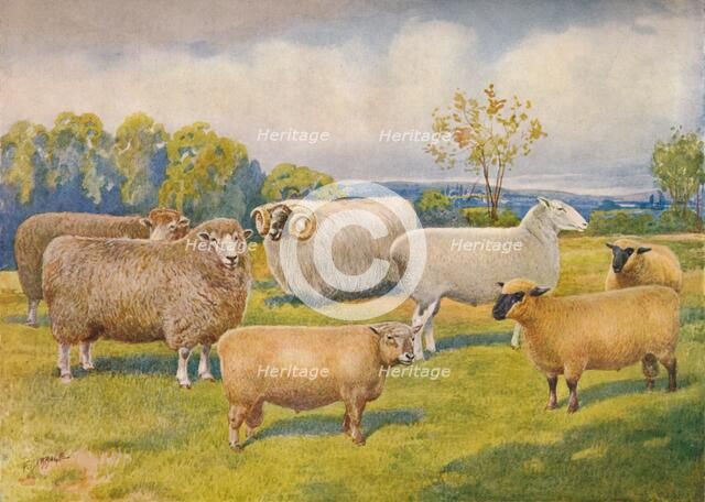 Breeds of sheep, c1902 (c1910). Artist: Frank Babbage.