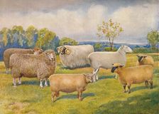 Breeds of sheep, c1902 (c1910). Artist: Frank Babbage