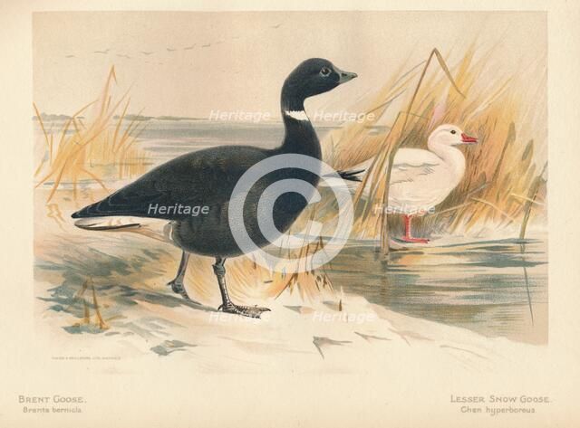 'Brent Goose (Branta bernicla), Lesser Snow Goose (Chen hyperboreus)', 1900, (1900). Artist: Charles Whymper.