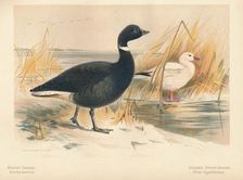 Brent Goose (Branta bernicla), Lesser Snow Goose (Chen hyperboreus) 1900, (1900). Artist: Charles Whymper
