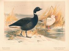 Brent Goose (Branta bernicla), Lesser Snow Goose (Chen hyperboreus) 1900, (1900). Artist: Charles Whymper