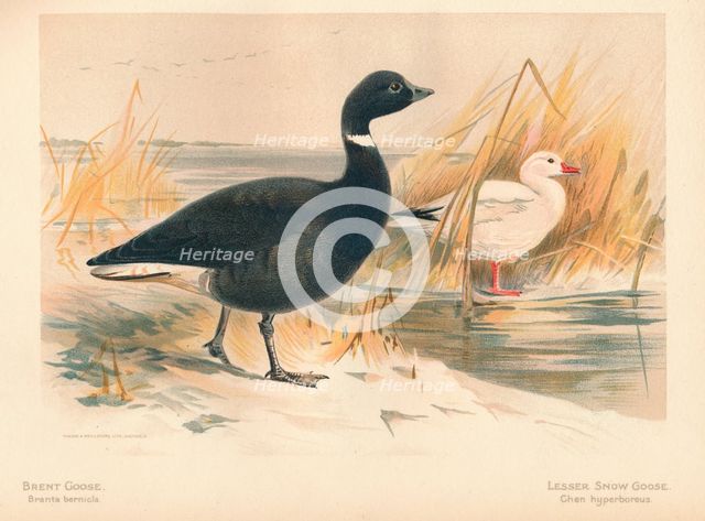 'Brent Goose (Branta bernicla), Lesser Snow Goose (Chen hyperboreus)', 1900, (1900). Artist: Charles Whymper.