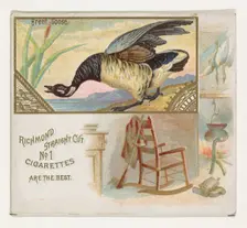 Brent Goose, from the Game Birds series (N40) for Allen & Ginter Cigarettes, 1888-90. Creator: Allen & Ginter