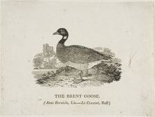 Brent Goose, n.d. Creator: Thomas Bewick