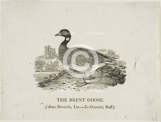 Brent Goose, n.d. Creator: Thomas Bewick.