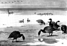 Brent Geese on the Coast, 1898. Creator: Unknown