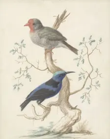Bresiljan/breiljaan and hummingbird, 1658-1727. Creator: Johannes Bronkhorst