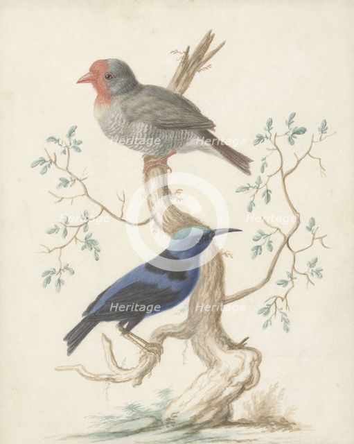 Bresiljan/breiljaan and hummingbird, 1658-1727. Creator: Johannes Bronkhorst.