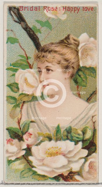 Bridal Rose: Happy Love, from the series Floral Beauties and Language of Flowers (N75) for..., 1892. Creator: Donaldson Brothers.
