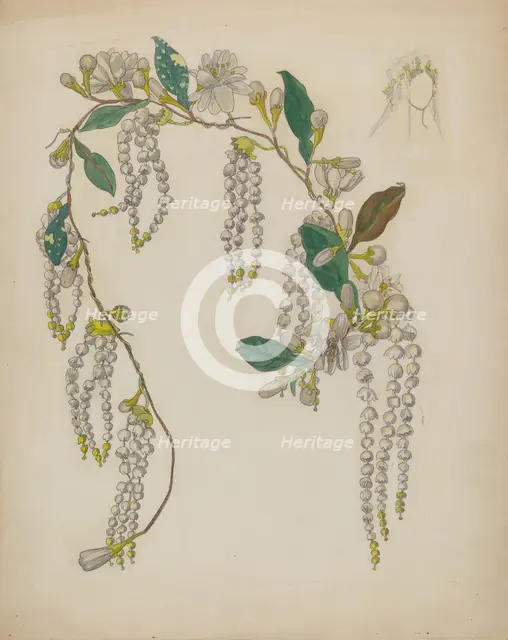 Bridal Wreath, 1935/1942. Creator: Verna Tallman.