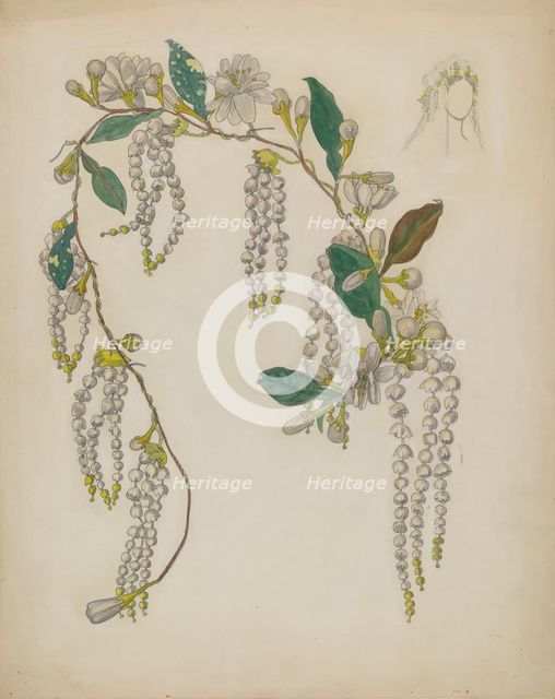 Bridal Wreath, 1935/1942. Creator: Verna Tallman.