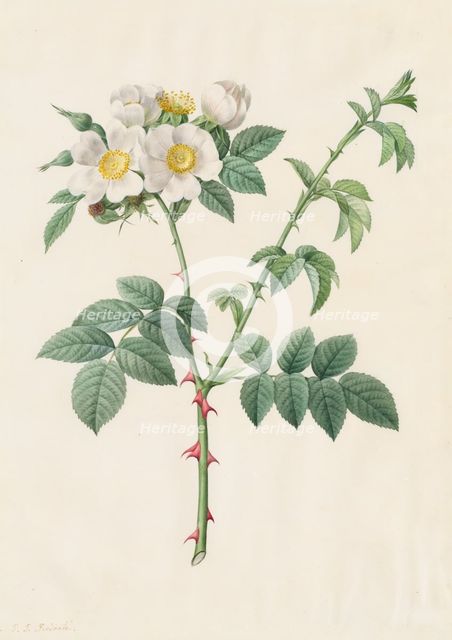 Brier Bush Rose or Dog Rose (Rosa Leucantha), 1817-1824. Creator: Henry Joseph Redouté (French, 1766-1853).