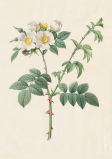 Brier Bush Rose or Dog Rose (Rosa Leucantha), 1817-1824. Creator: Henry Joseph Redouté (French, 1766-1853)