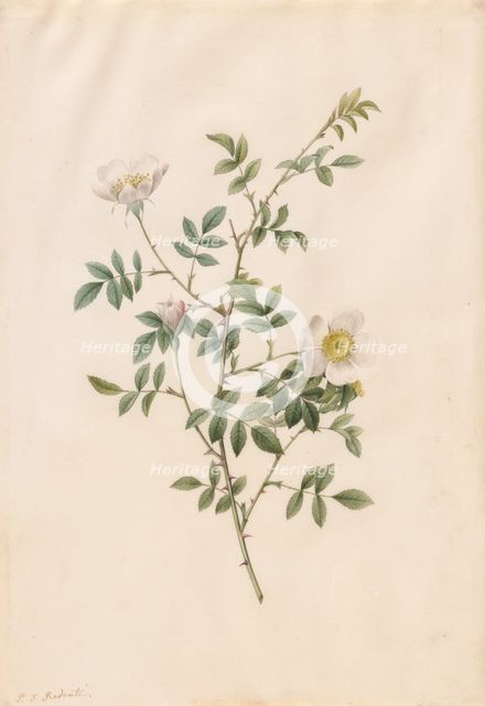 Brier Bush Rose or Dog Rose (Rosa Sepium Rosea), 1817-1824. Creator: Henry Joseph Redouté (French, 1766-1853).
