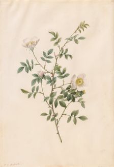 Brier Bush Rose or Dog Rose (Rosa Sepium Rosea), 1817-1824. Creator: Henry Joseph Redouté (French, 1766-1853)