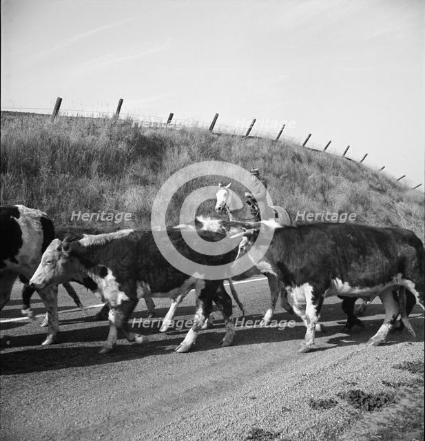 Bringing cattle in from the range, Contra Costa County, California, 1938. Creator: Dorothea Lange.
