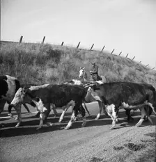 Bringing cattle in from the range, Contra Costa County, California, 1938. Creator: Dorothea Lange