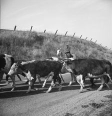 Bringing cattle in from the range, Contra Costa County, California, 1938. Creator: Dorothea Lange