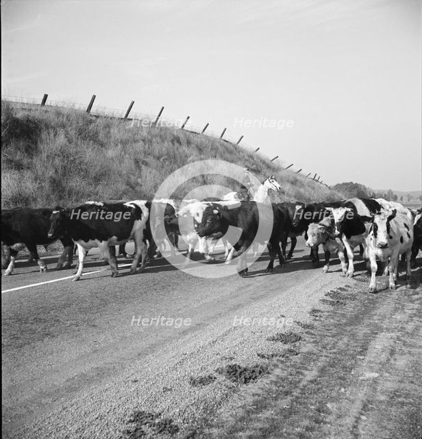 Bringing cattle in from the range, Contra Costa County, California, 1938. Creator: Dorothea Lange.