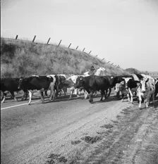 Bringing cattle in from the range, Contra Costa County, California, 1938. Creator: Dorothea Lange