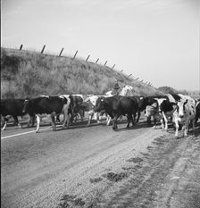 Bringing cattle in from the range, Contra Costa County, California, 1938. Creator: Dorothea Lange