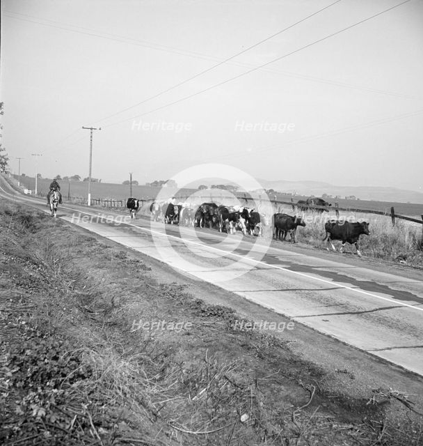 Bringing cattle in from the range, Contra Costa County, California, 1938. Creator: Dorothea Lange.
