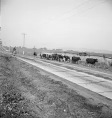 Bringing cattle in from the range, Contra Costa County, California, 1938. Creator: Dorothea Lange