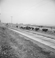 Bringing cattle in from the range, Contra Costa County, California, 1938. Creator: Dorothea Lange