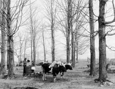 Bringing in the sap in a maple sugar camp, between 1900 and 1906. Creator: Unknown